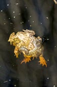 Common toad ball Common toad,bufo bufo,amphibian,anura,toad,bufonidae,vertebrate,mating,sexual reproduction,reproduction,ball,toad ball,water,animal behaviour,wetlands,fen,Great Fen,Cambridgeshire,UK,England,Europe,le