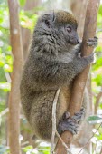 Dwarf lemur Dwarf lemur,Cheriogaleus,Cheirogaleidae,primates,mammalia,mammal,Madagascar,endemic,Africa,side profile,climbing,cute,face,eyes,nose,lemur,vertebrate,tiny,little
