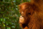 Young Sumatran orangutan side profile baby,juvenile,young,infant,profile,portrait,Sumatran orangutan,orangutan,pongo abelii,mammalia,mammal,primate,hominidae,hominid,great ape,forest,rainforest,Sumatra,Indonesisa,Asia,critically endangere