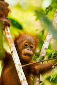 Young Sumatran orangutan in tree baby,juvenile,young,infant,profile,portrait,Sumatran orangutan,orangutan,pongo abelii,mammalia,mammal,primate,hominidae,hominid,great ape,forest,rainforest,Sumatra,Indonesisa,Asia,critically endangere