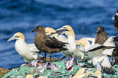Cape gannets and sub-Antarctic skuas scavenging from fishing net African bird,Feeding,Horizontal,Outdoors,Pelagic,Seabirds,South Africa,africa,african wildlife,animal,aves,avian,biology,cape canyon,cape gannets,color,commercial fisheries,day,deep sea,fauna,fisherie