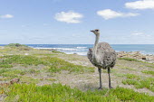 Female ostrich African bird,Beauty in Cape Point Nature Reserve,Coastline,Horizontal,National Park,Outdoors,South Africa,Table Mountain National park,Western Cape,africa,african,african wildlife,animal,aves,avian,bi
