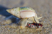 Plough snail eating prey Horizontal,Marine Protected Area,National Park,Outdoors,South Africa,Tsitsikamma Marine Protected Area,Western Cape,africa,african,day,feeding on a beetle,garden route national park,marine invertebrat