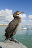 Cape cormorant perched on rock African bird,Beauty in Cape Cormorant,Coastline,Outdoors,South Africa,Western Cape,africa,african,african wildlife,animal,aves,avian,biology,day,fauna,harbor,no people,one,ornithological,ornithology,s