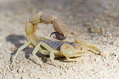 Parabuthid scorpion Beauty in Horizontal,Namaqua National Park,National Park,Northern Cape,Outdoors,South Africa,africa,african,defensive,nature reserve,no people,protected area,rural,scorpion,thick-tailed,venomous,Parab