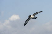 Cape petrel in flight African bird,Horizontal,Outdoors,Pelagic,Seabirds,South Africa,africa,african wildlife,animal,aves,avian,biology,cape canyon,cape petrel,color,day,fauna,flying,in flight,marine,oceans,ornithological,o