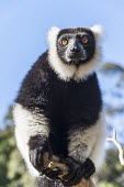 Ruffed lemur Black and white ruffed lemur,Ruffed lemur,mammalia,mammal,primates,Lemuridae,lemur,animal behaviour,cute,endemic,critically endangered species,critically endangered,Madagascar,Africa,profile,climbing,