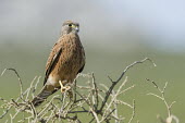 Immature rock kestrel African bird,Beauty in Horizontal,Marine Protected Area,National Park,South Africa,West Coast National Park,Western Cape,africa,african,african wildlife,animal,aves,avian,biology,fauna,immature,nature