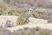 Meerkat Beauty in Horizontal,Namaqua National Park,National Park,Northern Cape,Outdoors,South Africa,africa,african,african animal,african mammal,african wildlife,animal,animal themes,animals in the wild,biol