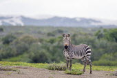 Cape mountain zebra stallion in the fynbos Cape Mountain Zebra,De Hoop Nature Reserve & Marine Protected Area,Horizontal,Marine Protected Area,Outdoors,South Africa,Western Cape,World Heritage Site,adult,africa,african,african animal,african m