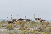Ostrich flock running African bird,Beauty in Horizontal,Namaqua National Park,National Park,Northern Cape,Outdoors,South Africa,africa,african,african wildlife,animal,aves,avian,biology,fauna,nature reserve,no people,ornit