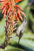 Female greater double-collared sunbrid drinking nectar from an aloe flower African bird,Eastern Cape,Marine Protected Area,National Park,Outdoors,South Africa,Storms River,Tsitsikamma Marine Protected Area,africa,african,african wildlife,animal,aves,avian,biology,day,drinkin