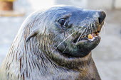 Portrait of a cape fur seal bull Bull,Horizontal,Kalk Bay,Outdoors,South Africa,Western Cape,africa,african,african animal,african mammal,african wildlife,animal,animal themes,animals in the wild,biology,cape fur seal,day,fauna,male,