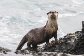 Cape clawless otter emerging from the sea Eastern Cape,Horizontal,Marine Protected Area,National Park,Outdoors,South Africa,Storms River,Tsitsikamma Marine Protected Area,africa,african,african animal,african mammal,african wildlife,cape claw