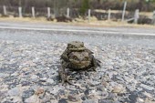 Common toads in amplexus Common toad,bufo bufo,amphibia,amphibian,anura,toad,bufonidae,vertebrate,pair,road,road crossing,amplexus,reproduction,Scottish Highlands,Scotland,UK,Europe,close up,profile,British species,UK species