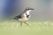 Cape wagtail on ground African bird,Eastern Cape,Horizontal,Marine Protected Area,National Park,Outdoors,South Africa,Storms River,Tsitsikamma Marine Protected Area,africa,african,african wildlife,animal,aves,avian,biology,