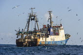 Commercial purse-seine trawler fishing in the pelagic fishing grounds Horizontal,Outdoors,Pelagic,Seabirds,South Africa,africa,cape canyon,color,commercial fisheries,day,deep sea,fisheries,fishing,marine,oceans,pelagic seabirds,pelagic trawl fisheries,southern oceans,tr