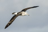 Immature shy albatross in flight African bird,Horizontal,Outdoors,Pelagic,Seabirds,South Africa,africa,african wildlife,albatross,animal,aves,avian,biology,cape canyon,color,day,fauna,flying,in flight,marine,oceans,ornithological,orn