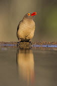 Adult red-billed oxpecker drinking at a waterhole African bird,KwaZulu Natal,South Africa,Zimanga Game Reserve,Zululand,adult,africa,african,african wildlife,animal,aves,avian,biology,day,drinking,fauna,ornithological,ornithology,red-billed oxpecker,