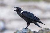 White-necked raven calling African bird,Eastern Cape,Horizontal,Marine Protected Area,National Park,Outdoors,South Africa,Storms River,Tsitsikamma Marine Protected Area,africa,african,african wildlife,animal,aves,avian,biology,