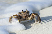 Ghost crab in waves Amirantees,D'Arros Island,Horizontal,Indian Ocean,Islands,Marine Protected Area,Seychelles,St Joseph Atoll,atoll,coast,coral island,day,ghost crab,ocean,oceanic,ocypode ceratophthalma,tropical islands