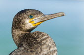 Cape cormorant head close-up African bird,Beauty in Cape Cormorant,Coastline,Outdoors,South Africa,Western Cape,africa,african,african wildlife,animal,aves,avian,biology,day,fauna,harbor,no people,one,ornithological,ornithology,s