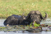Cape buffalo bull Botswana,Cape Buffalo,Chobe,Chobe River,Feeding,Game Reserve,Horizontal,Kasane,africa,african,african animal,african mammal,african wildlife,animal,animal themes,animals in the wild,biology,chobe nati