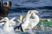 Cape gannets eating catch from fishing net African bird,Feeding,Horizontal,Outdoors,Pelagic,Seabirds,South Africa,Swallowing Fish,africa,african wildlife,animal,aves,avian,biology,cape canyon,cape gannets,color,commercial fisheries,day,deep se