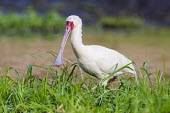 African spoonbill hunting Peter Chadwick African Spoonbill,African bird,Botswana,Chobe,Chobe River,Feeding,Game Reserve,Horizontal,Kasane,africa,african,african wildlife,animal,aves,avian,biology,chobe national park,day,fauna,nature reserve,ornithological,ornithology,protected area,river,rural,wildlife,Platelea alba,least concern,foraging,searching,hunting,side profile,bill,beak,bird,Threskiornithidae,spoonbill,grassland,weird,birds,Ibises, Spoonbills,Aves,Birds,Chordates,Chordata,Ciconiiformes,Herons Ibises Storks and Vultures,Flying,Carnivorous,Terrestrial,alba,Least Concern,Animalia,Ponds and lakes,Estuary,Platalea,Wetlands,Africa,Streams and rivers,Salt marsh,IUCN Red List,color image,colour image,image,nature,photo,photography,zoological,zoology