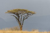 Flat-crowned Acacia tree on the top of a ridge Horizontal,KwaZulu Natal,South Africa,Zimanga Game Reserve,Zululand,acacia,africa,african,day,flat-crowned acacia,landscape,plant,scenery,scenic,tree,plantae,portrait,plants,trees,habitat,color image,