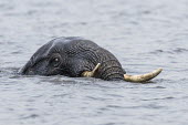 An African Elephant bull swims across the Chobe River African Elephant,Botswana,Chobe,Chobe River,Feeding,Game Reserve,Horizontal,Kasane,africa,african,african animal,african mammal,african wildlife,animal,animal themes,animals in the wild,biology,chobe