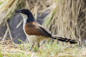 Coppery-tailed coucal African bird,Botswana,Chobe,Chobe River,Game Reserve,Horizontal,Kasane,africa,african,african wildlife,animal,aves,avian,biology,chobe national park,coppery-tailed coucal,day,fauna,nature reserve,orni