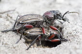 Mating beetles Beauty in Bredasdorp,Heuningberg Mountain Nature Reserve,Horizontal,Outdoors,South Africa,Western Cape,africa,african,beetle,biology,day,insect,insects,mating,reproduction,nature reserve,no people,col