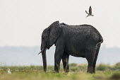 An African skimmer mobs an African elephant African Elephant,Botswana,Chobe,Chobe River,Feeding,Game Reserve,Horizontal,Kasane,africa,african,african animal,african mammal,african wildlife,animal,animal themes,animals in the wild,biology,chobe
