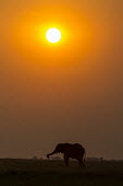 African elephant at sunset African Elephant,Botswana,Chobe,Chobe River,Feeding,Game Reserve,Kasane,Nature Silhouette,Silhouette,africa,african,african animal,african mammal,african wildlife,animal,animal themes,animals in the w