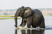 African elephant in water African Elephant,Botswana,Chobe,Chobe River,Feeding,Game Reserve,Horizontal,Kasane,africa,african,african animal,african mammal,african wildlife,animal,animal themes,animals in the wild,biology,chobe
