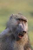 Chacma baboon Botswana,Chacma Baboon,Chobe,Chobe River,Game Reserve,Horizontal,Kasane,Portrait,africa,african,african animal,african mammal,african wildlife,animal,animal themes,animals in the wild,biology,chobe na