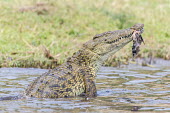 Nile crocodile feeding African reptile,Botswana,Chobe,Chobe River,Feeding,Game Reserve,Horizontal,Kasane,africa,african,african animal,african wildlife,animal,biology,chobe national park,day,fauna,nature reserve,nile crocod