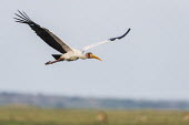 Yellow-billed stork in flight African bird,Botswana,Chobe,Chobe River,Game Reserve,Horizontal,Kasane,Yellow-Billed Stork,adult,africa,african,african wildlife,animal,aves,avian,biology,chobe national park,day,fauna,flying,landing,