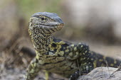 Portrait of a hunting nile monitor African reptile,Botswana,Chobe,Chobe River,Game Reserve,Horizontal,Kasane,africa,african,african animal,african wildlife,animal,biology,chobe national park,day,fauna,nature reserve,protected area,rept