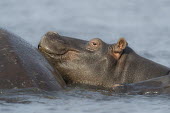 A hippopotamus rests its head on the back of a pod member Peter Chadwick Botswana,Chobe,Chobe River,Game Reserve,Hippo,Horizontal,Kasane,africa,african,african animal,african mammal,african wildlife,animal,animal themes,animals in the wild,biology,chobe national park,day,fauna,mammal,mock charge,nature reserve,protected area,river,rural,wildlife,side profile,head,face,hippopotamus,hippopotamus amphibius,vulnerable,mammalia,hippopotamidae,vertebrate,young,resting,rest,juvenile,tired,water,wet,Hippopotamidae,Hippopotamuses,Mammalia,Mammals,Even-toed Ungulates,Artiodactyla,Chordates,Chordata,Appendix II,Aquatic,Ponds and lakes,Omnivorous,Hippopotamus,Cetartiodactyla,Vulnerable,amphibius,Animalia,Streams and rivers,Africa,Terrestrial,Grassland,IUCN Red List,Portrait,color image,colour image,image,nature,photo,photography,sleeping,zoological,zoology