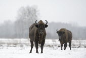 European bison pair in snow pair,two,snow,cold,winter,frost,ice,Chordates,Chordata,Bovidae,Bison, Cattle, Sheep, Goats, Antelopes,Even-toed Ungulates,Artiodactyla,Mammalia,Mammals,Vulnerable,Temperate,bonasus,Terrestrial,Animali
