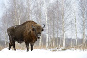 European bison in snow snow,cold,winter,frost,ice,Chordates,Chordata,Bovidae,Bison, Cattle, Sheep, Goats, Antelopes,Even-toed Ungulates,Artiodactyla,Mammalia,Mammals,Vulnerable,Temperate,bonasus,Terrestrial,Animalia,Cetarti