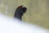 Male capercaillie displaying close-up snow,snowing,cold,winter,frost,ice,calling,vocalising,male,displaying,patterned,Chordates,Chordata,Gallinaeous Birds,Galliformes,Phasianidae,Grouse, Partridges, Pheasants, Quail, Turkeys,Aves,Birds,Fl