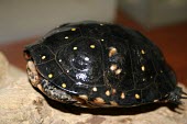 Spotted turtle Adult,Clemmys,Wetlands,Terrestrial,North America,guttata,Testudines,Omnivorous,Animalia,Chordata,Emydidae,Vulnerable,Aquatic,Reptilia,Streams and rivers,IUCN Red List,Endangered