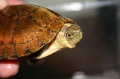 Beal's eyed turtle Mark Klerks Adult,Omnivorous,Asia,Testudines,Animalia,IUCN Red List,Endangered,Reptilia,Sacalia,Chordata,Geoemydidae,Aquatic,Terrestrial,Fresh water,Streams and rivers,bealei