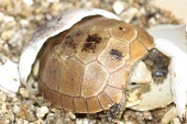 Elongated tortoise hatching Young,Reproduction,Eggs,Hatching,Omnivorous,elongata,Testudines,Terrestrial,Indotestudo,Appendix II,Reptilia,Asia,Rainforest,Testudinidae,Endangered,Animalia,Chordata,IUCN Red List