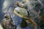 Zhou's box turtle Adult,Animalia,Chordata,Fresh water,Geoemydidae,Terrestrial,Aquatic,Reptilia,Critically Endangered,zhoui,Cuora,IUCN Red List,Asia,Testudines
