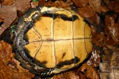 Keeled box turtle (ssp. mouhotii), ventral view Adult,Bataguridae,Chordata,Cuora,Omnivorous,Asia,Forest,Reptilia,Testudines,Appendix II,Animalia,mouhotii,Terrestrial,Endangered,IUCN Red List