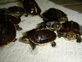 Young yellow-margined box turtles Young,Animalia,Geoemydidae,Aquatic,Endangered,Chordata,Testudines,Asia,Agricultural,Terrestrial,Reptilia,Omnivorous,Cuora,flavomarginata,IUCN Red List,Ponds and lakes,Fresh water